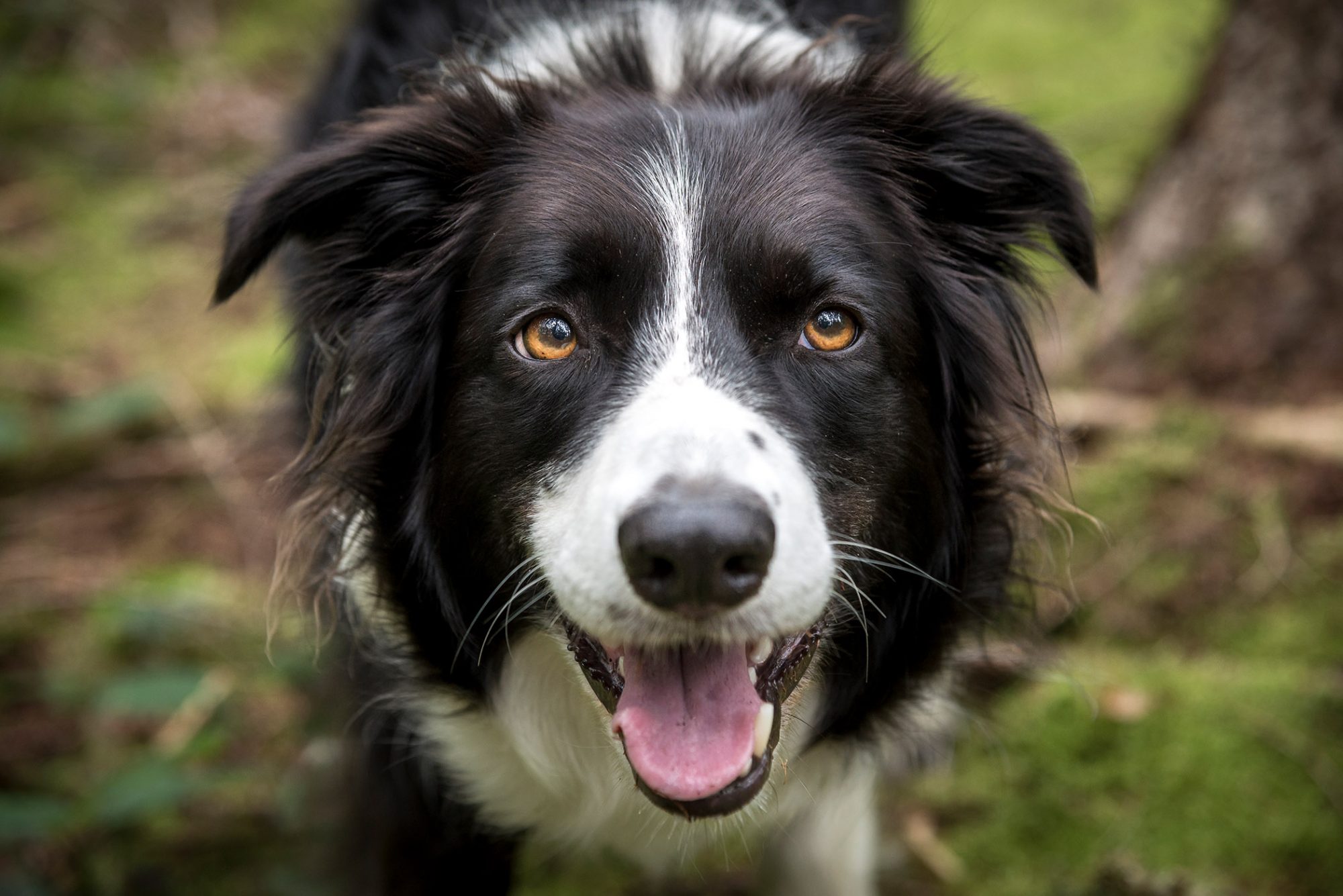 ボーダー・コリー - border-collie
