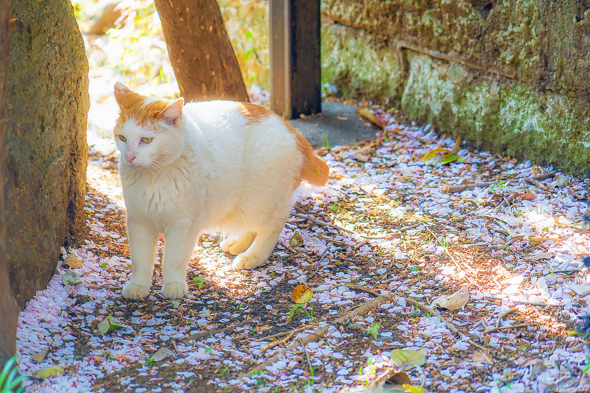 ジャパニーズボブテイル japanesebobtail