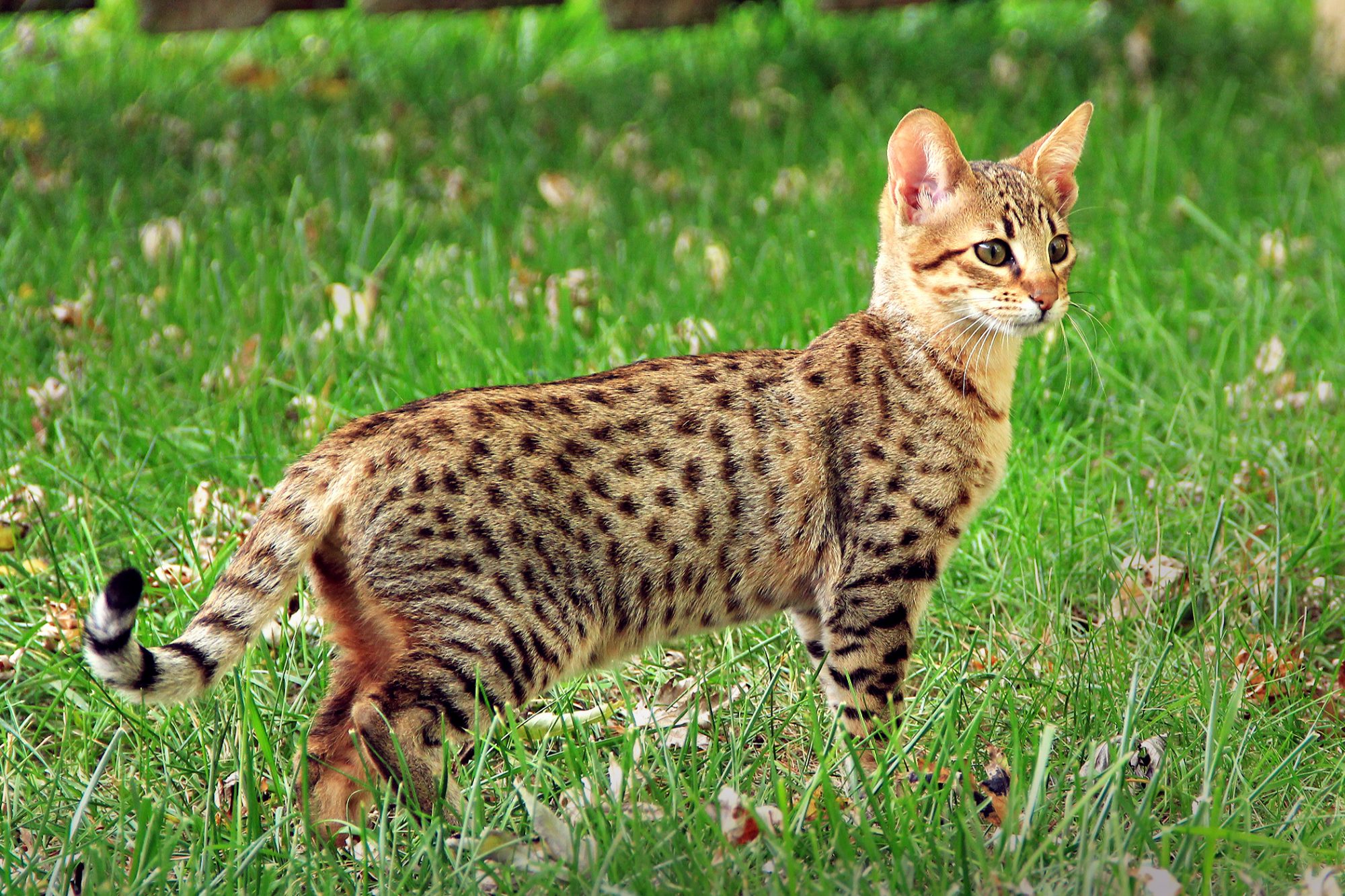 サバンナ savannah
