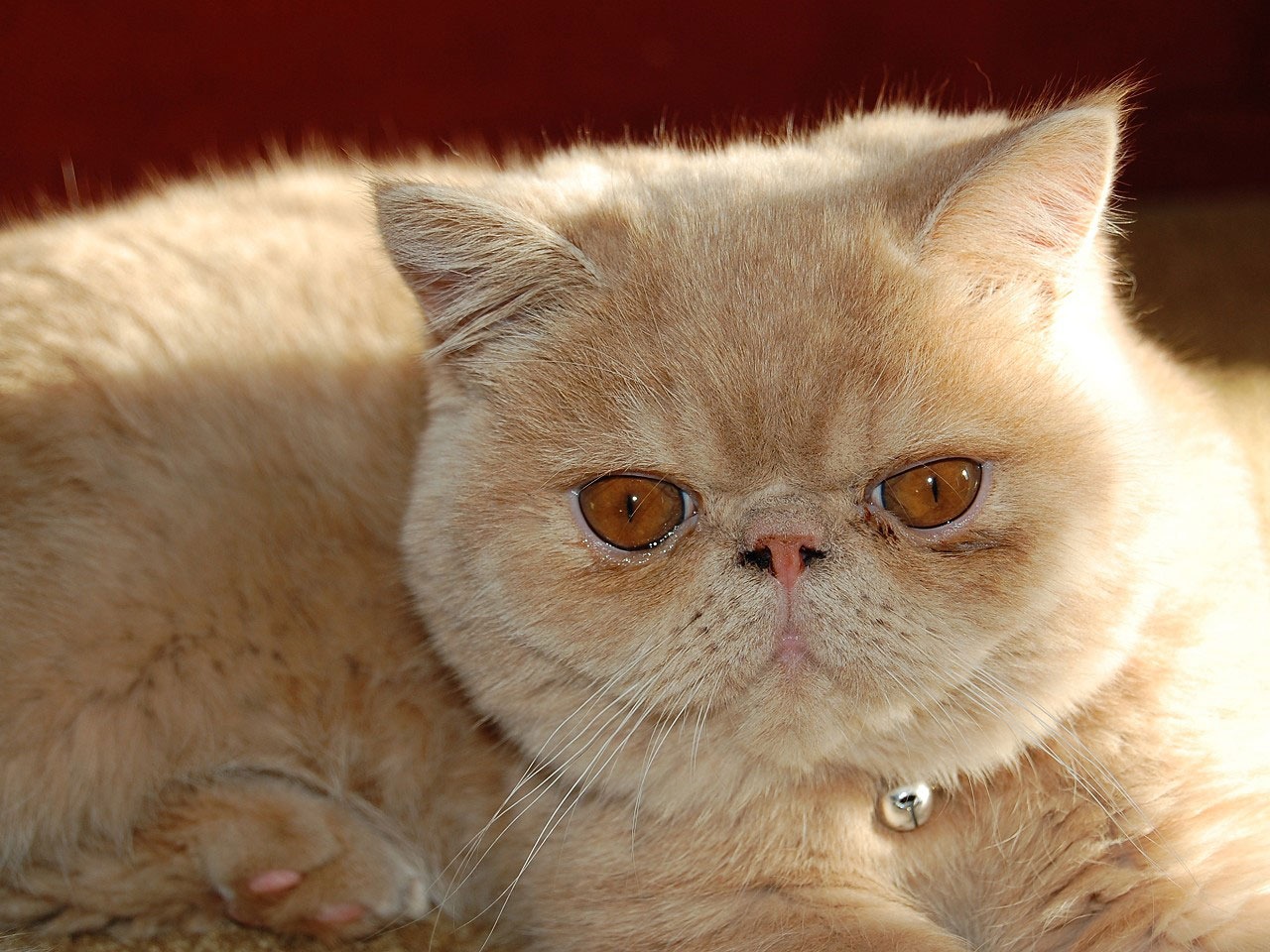 エキゾチックショートヘア・ロングヘア - exoticshorthair-longhair