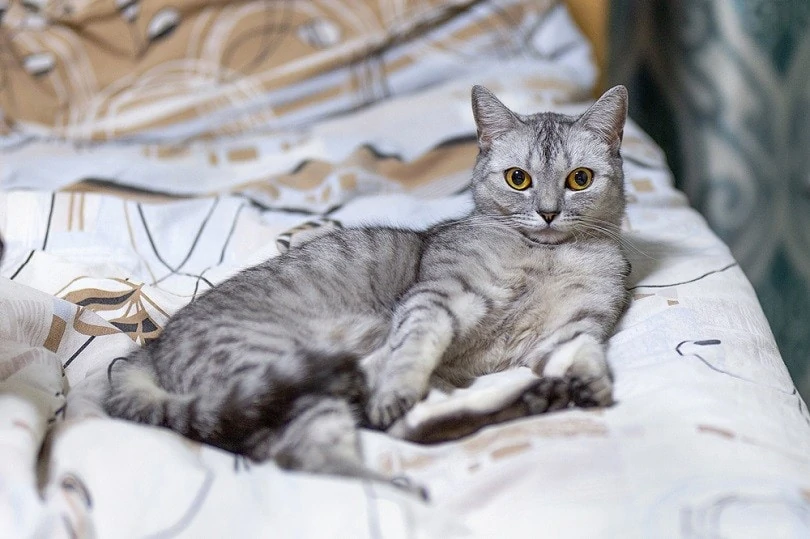ブリティッシュショートヘア - british-shorthair