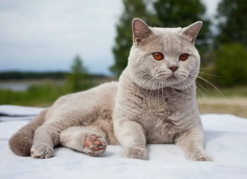 ブリティッシュショートヘア - british-shorthair