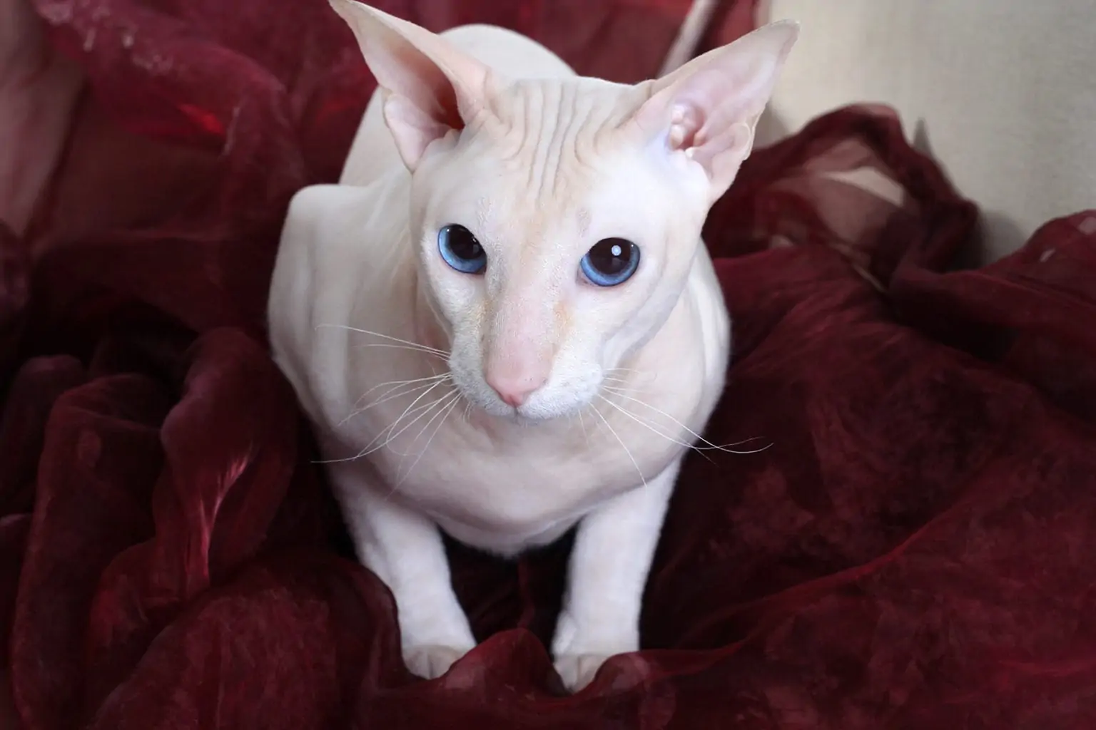 ピーターボールド - peterbald