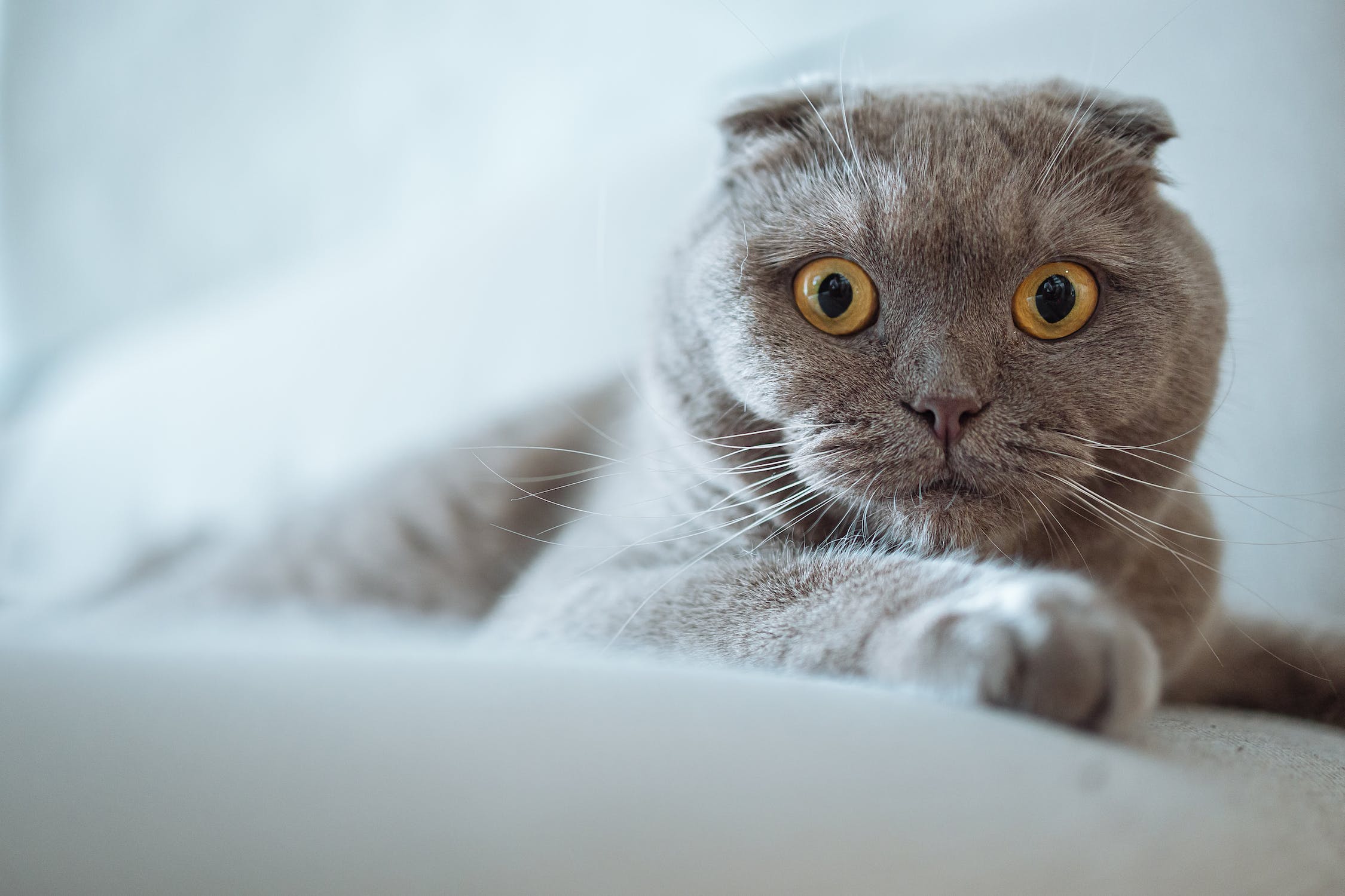 スコティッシュフォールド - scottishfold