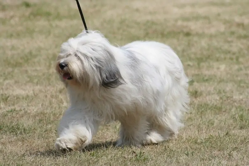 ポリッシュ・ローランド・シープドッグ - polish-lowland-sheepdog