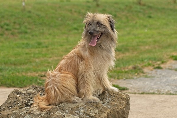 ピレニアン・シープドッグ - pyrenean-sheepdog