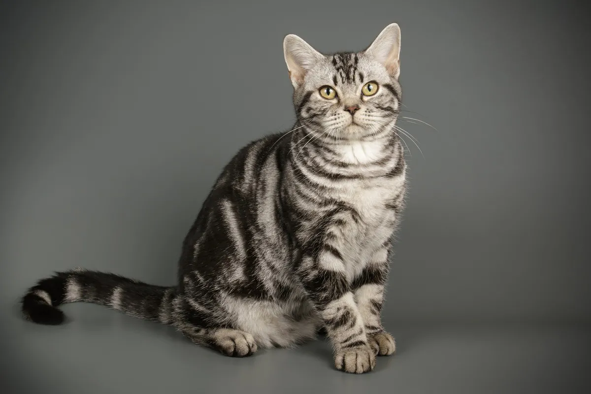 アメリカンショートヘア - americanshorthair