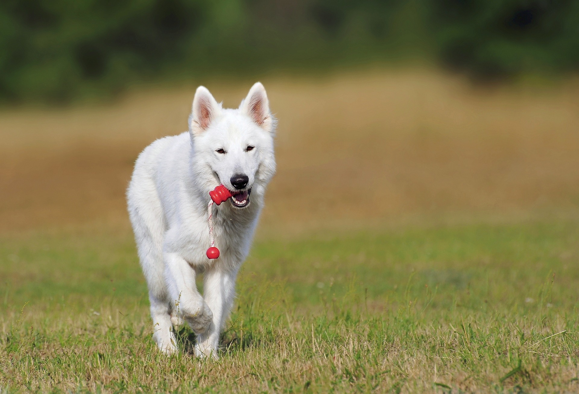 ホワイト･スイス･シェパード・ドッグ - white-swiss-shepherd-dog