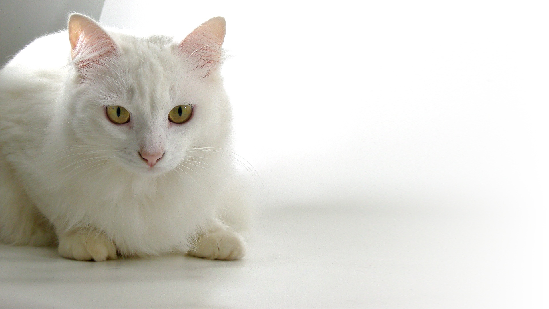 ターキッシュバン - turkishvan