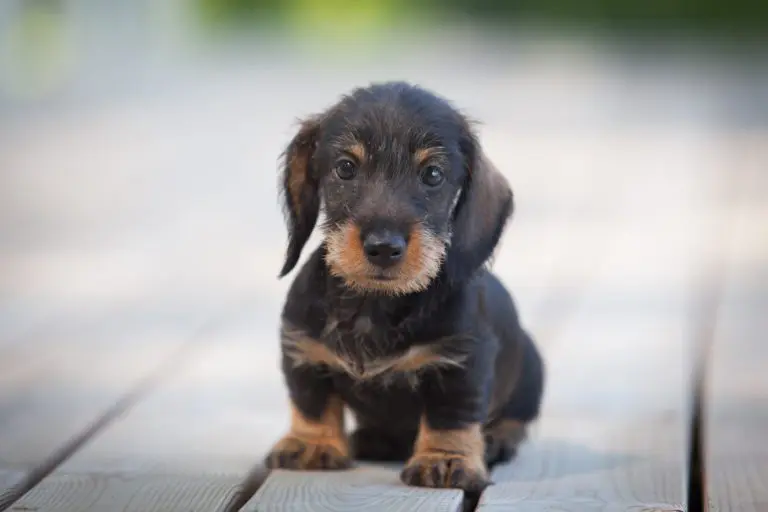 カニンヘンダックスフンド - kaninchen-dachshund