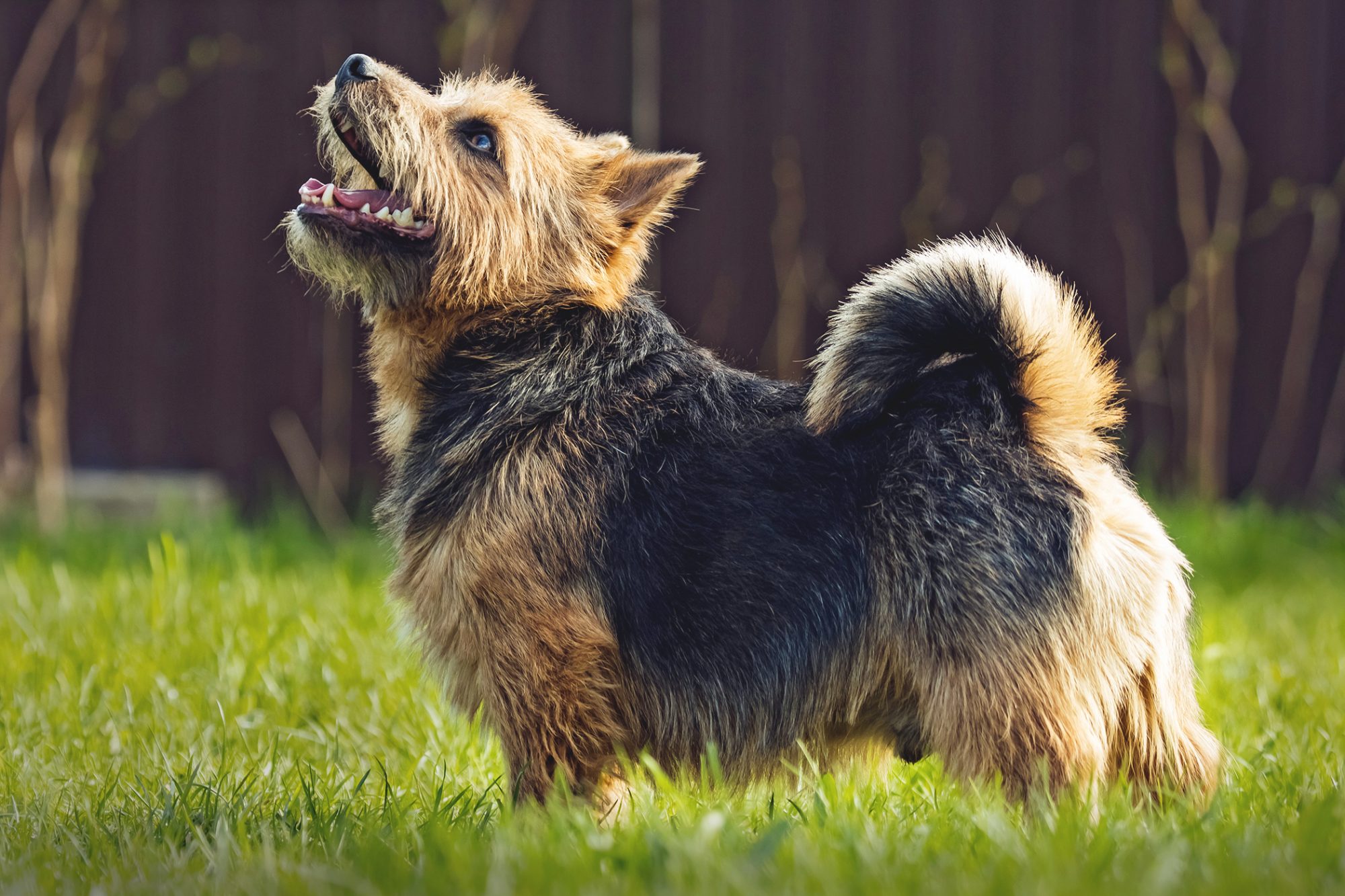 ノーリッチ・テリア - norwich-terrier
