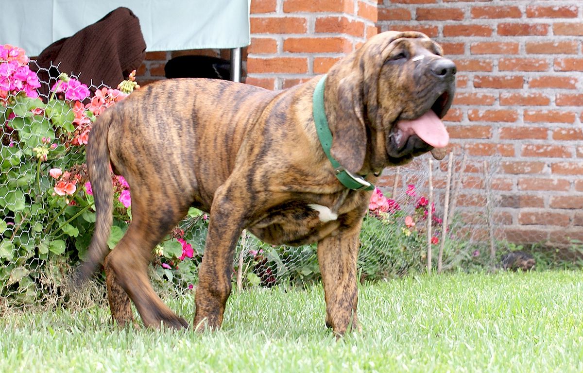 ブラジリアン・ガード・ドッグ - brazilian-guard-dog