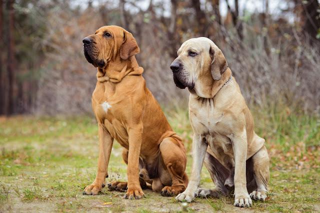 ブラジリアン・ガード・ドッグ - brazilian-guard-dog