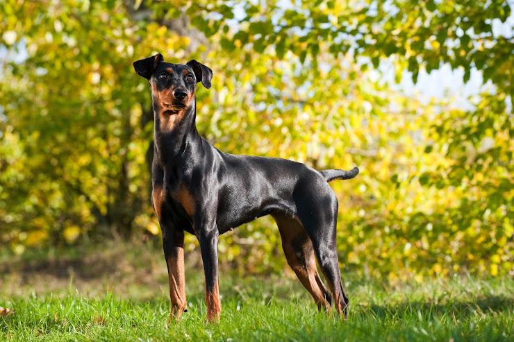 ジャーマン・ピンシャー - german-pinscher