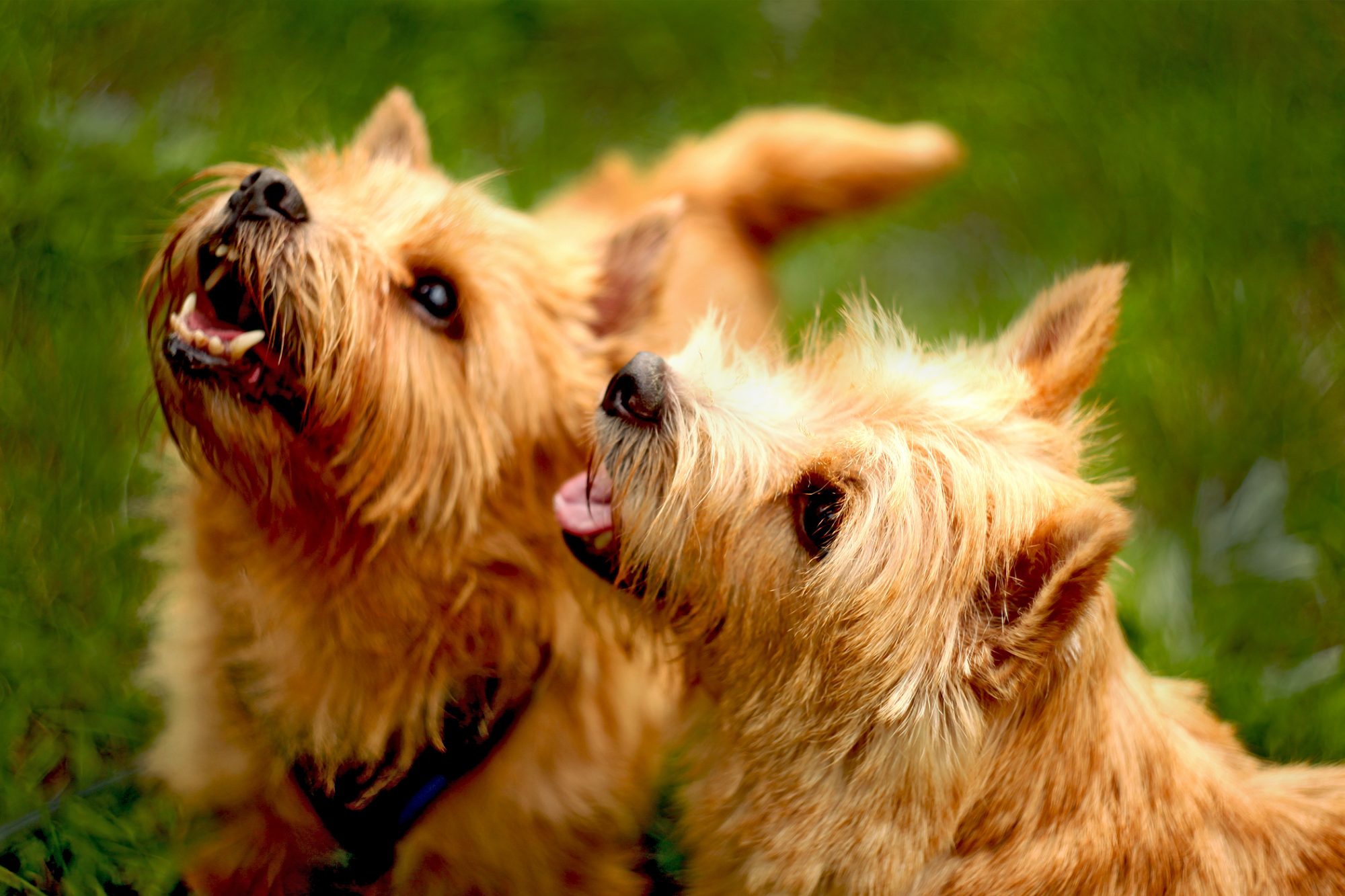 ノーリッチ・テリア - norwich-terrier