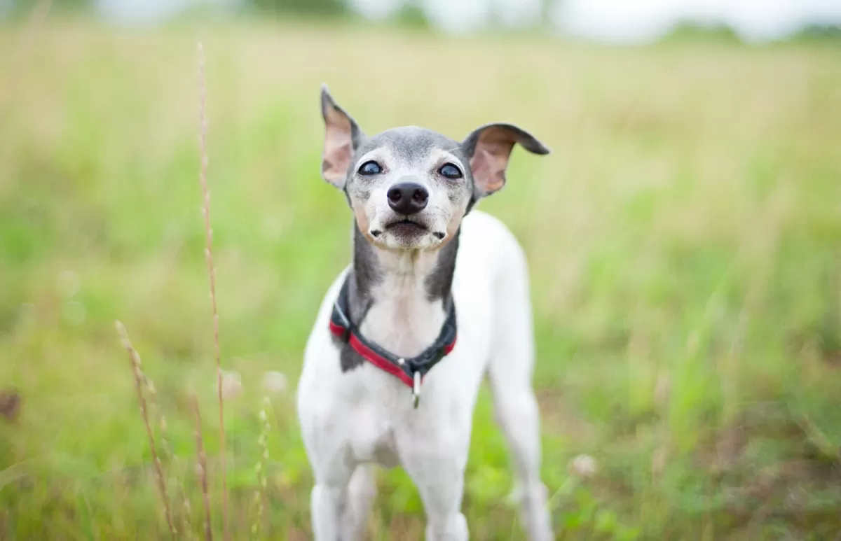 日本テリア - japanese-terrier
