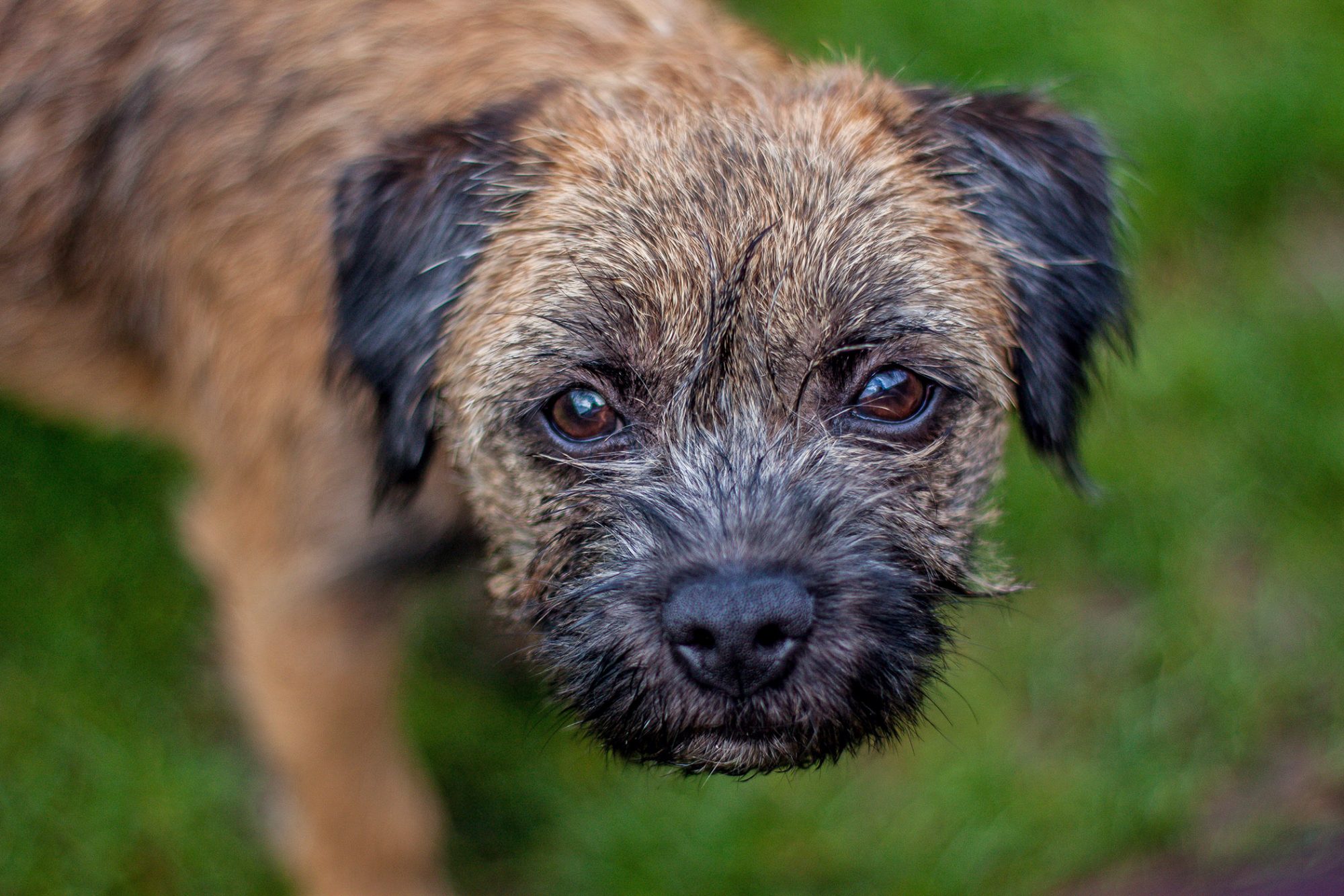 ボーダー・テリア - border-terrier