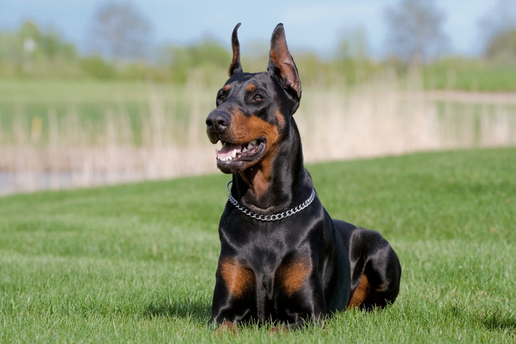 ドーベルマン - dobermann