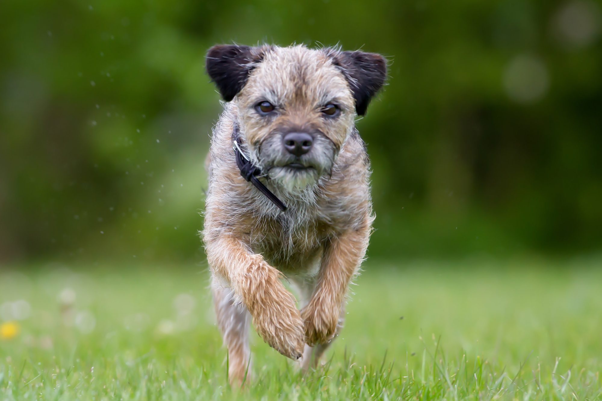 ボーダー・テリア - border-terrier