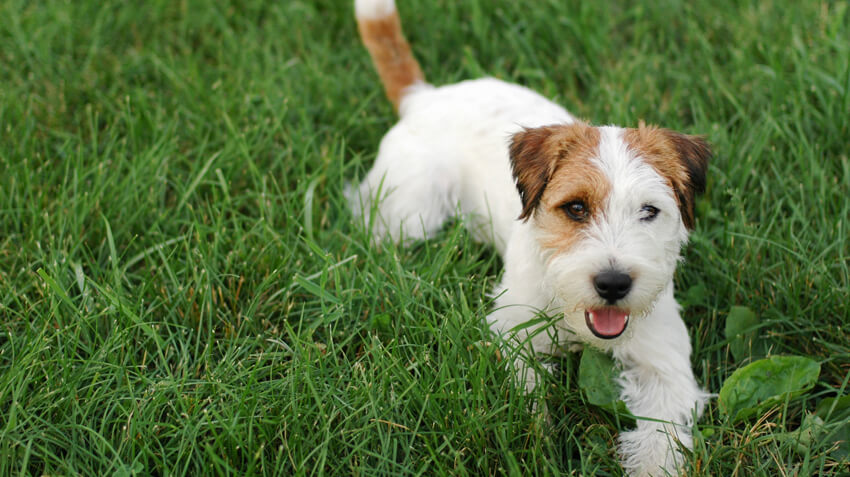 ジャック・ラッセル・テリア - jack-russell-terrier