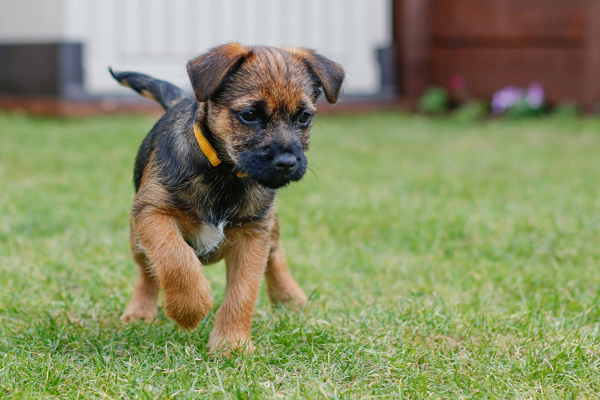 ボーダー・テリア - border-terrier