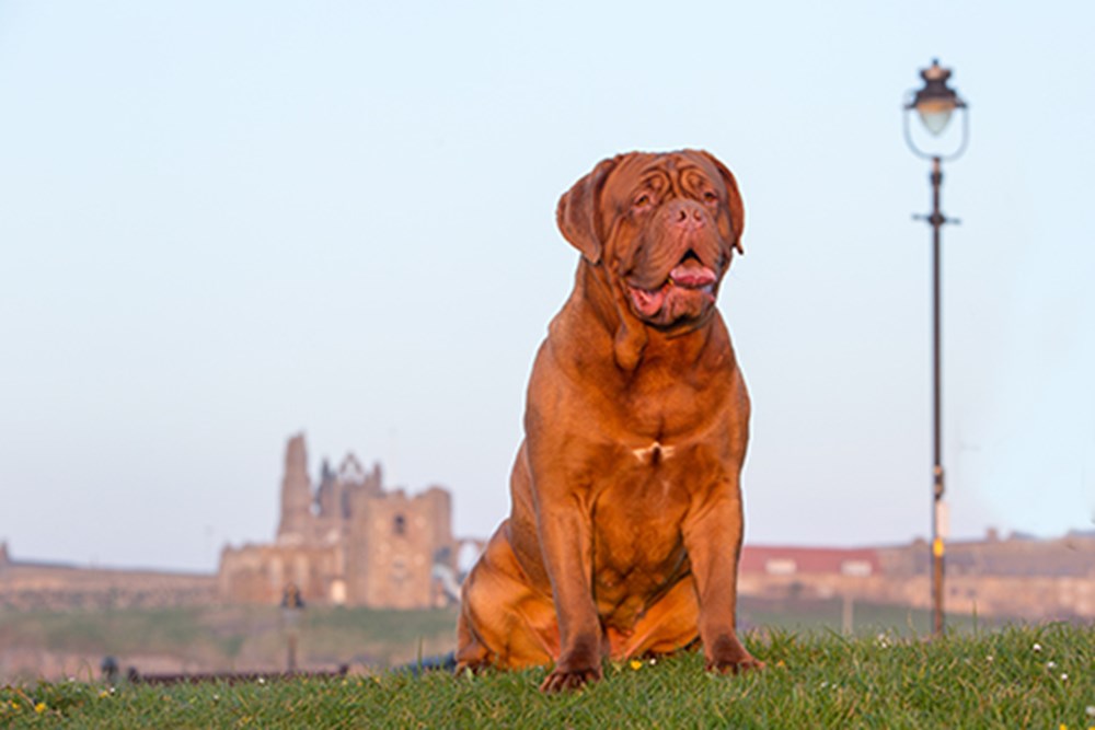 ボルドー・マスティフ - bordeaux-mastiff