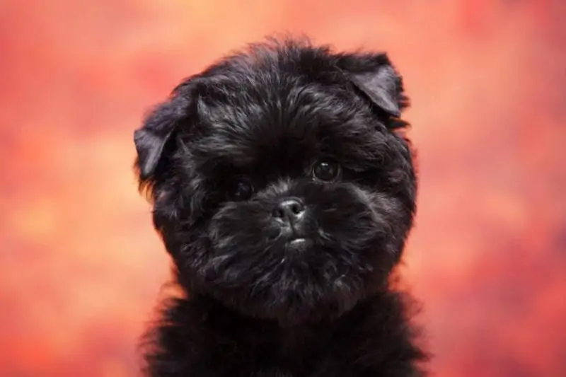 アーフェンピンシャー - affenpinscher