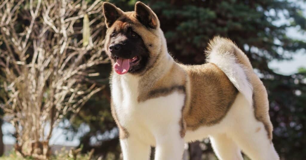 アメリカン・アキタ - American-Akita