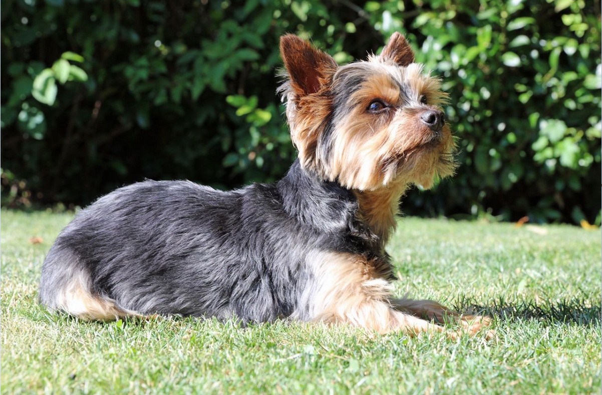 オーストラリアン・シルキー・テリア - australian-silky-terrier
