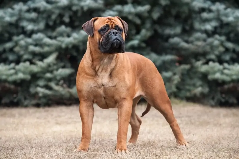 ブルマスティフ - bullmastiff