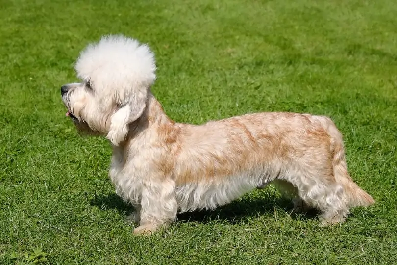 ダンディ・ディンモント・テリア - dandie-dinmont-terrier