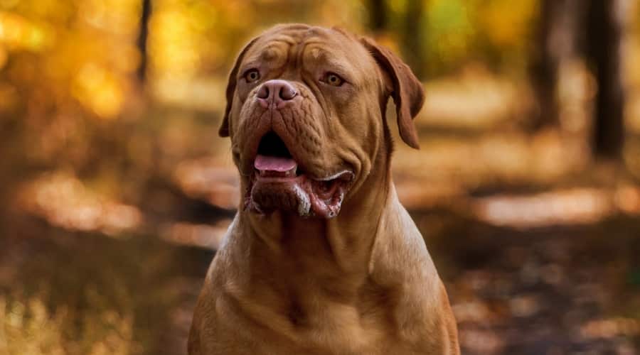ボルドー・マスティフ - bordeaux-mastiff