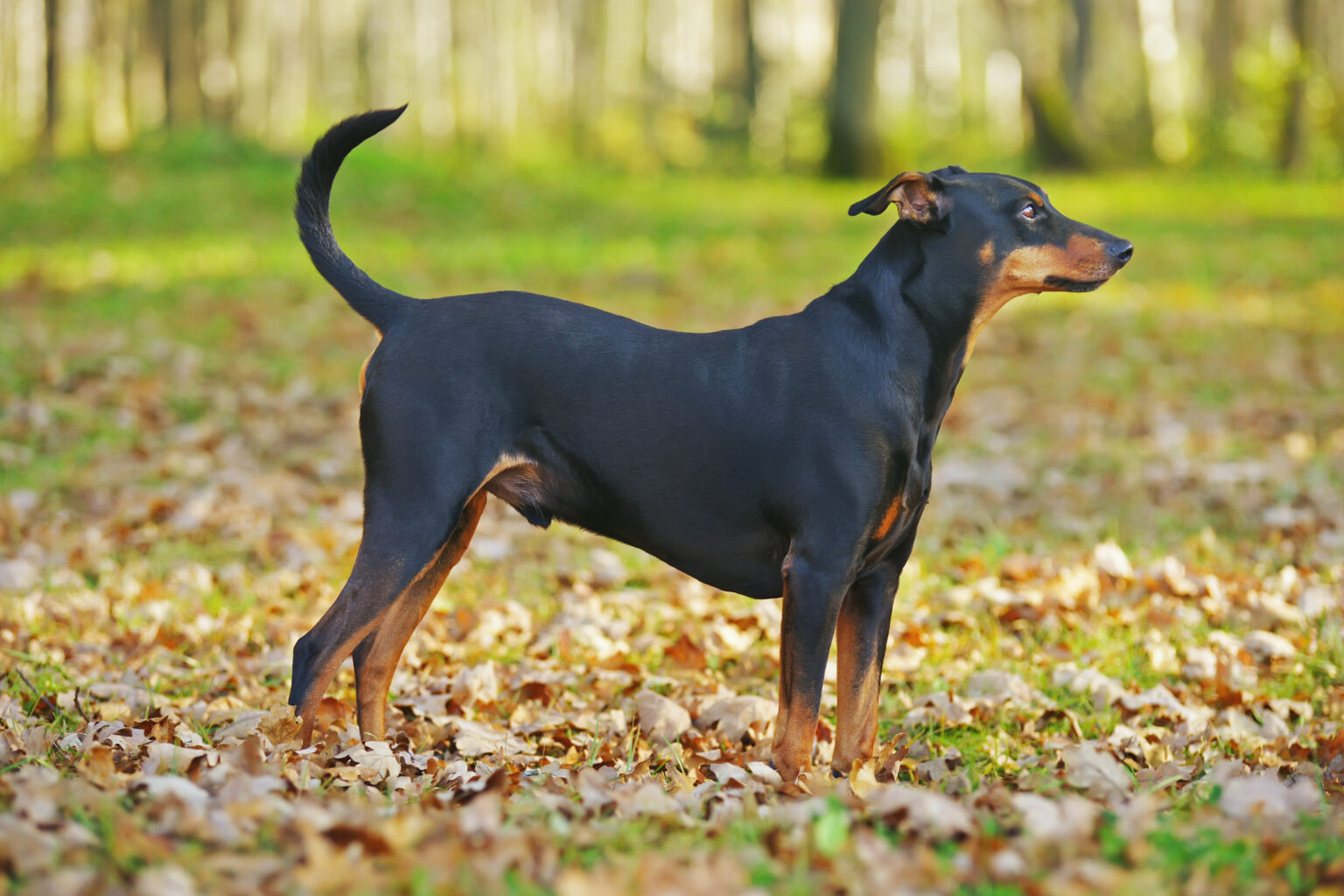 ジャーマン・ピンシャー - german-pinscher