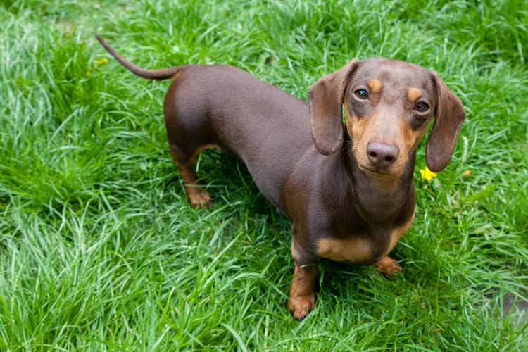 ミニチュアダックスフンド - miniature-dachshund
