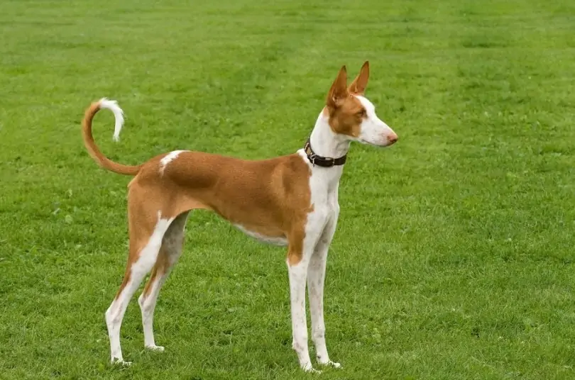 イビザン・ハウンド - Ibizan-Hound