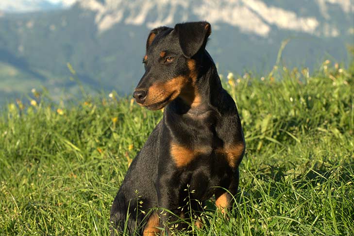 ジャーマン・ハンティング・テリア - german-hunting-terrier