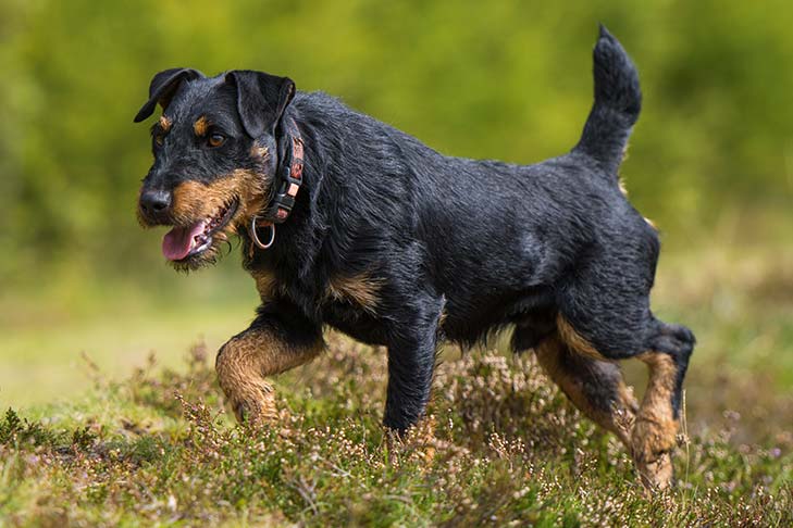 ジャーマン・ハンティング・テリア - german-hunting-terrier