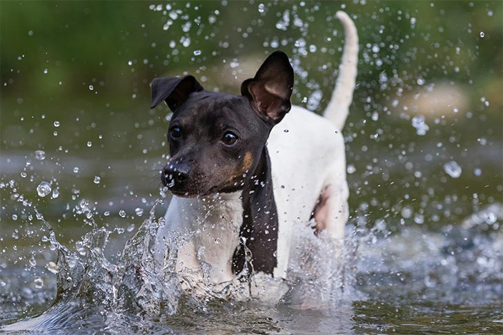 日本テリア - japanese-terrier