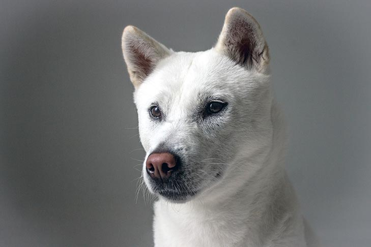 紀州犬 - Kishu