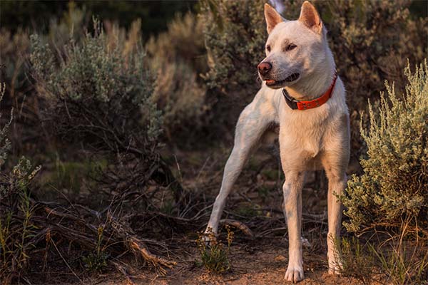 紀州犬 - Kishu