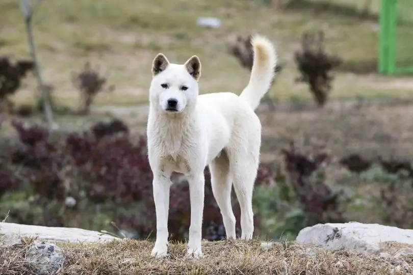 コリア・ジンドー・ドッグ - Korea-jindo-Dog