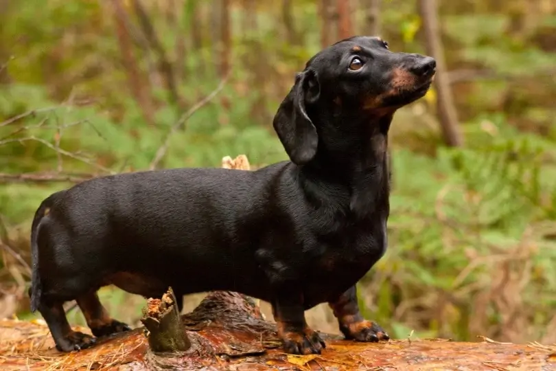 ミニチュアダックスフンド - miniature-dachshund