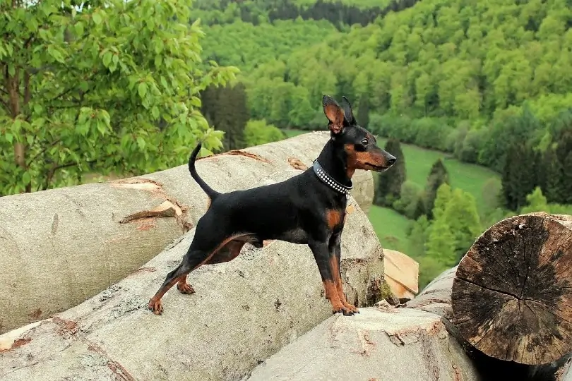 ミニチュア・ピンシャー - miniature-pinscher