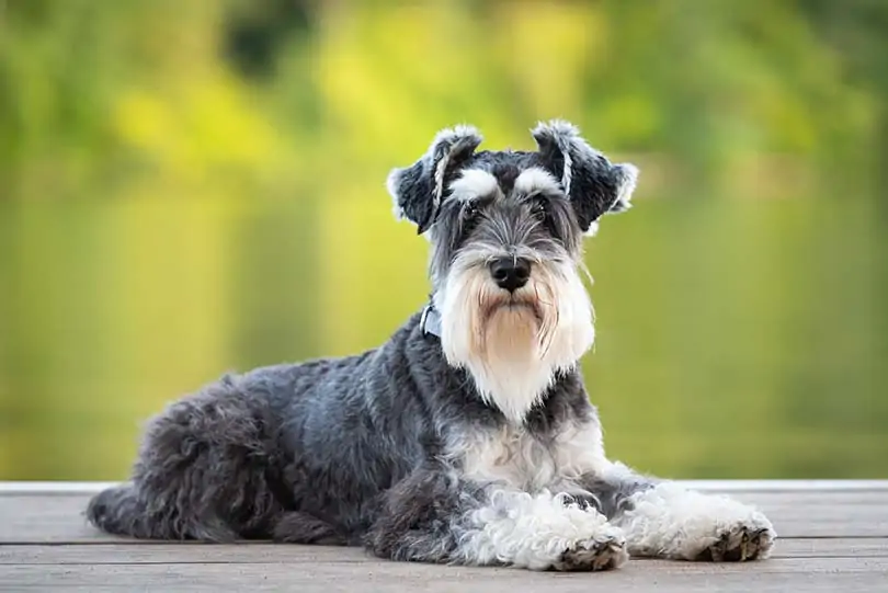 ミニチュア・シュナウザー - miniature-schnauzer