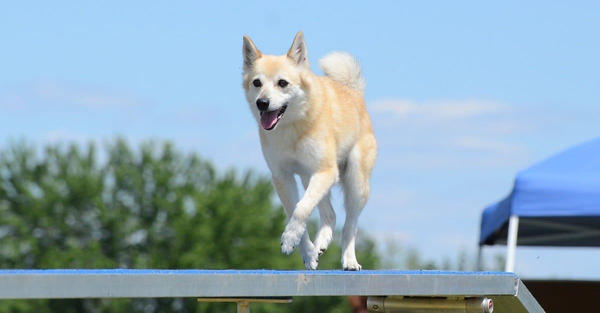 ノルウェジアン・ブーフント - Norwegian-Buhund
