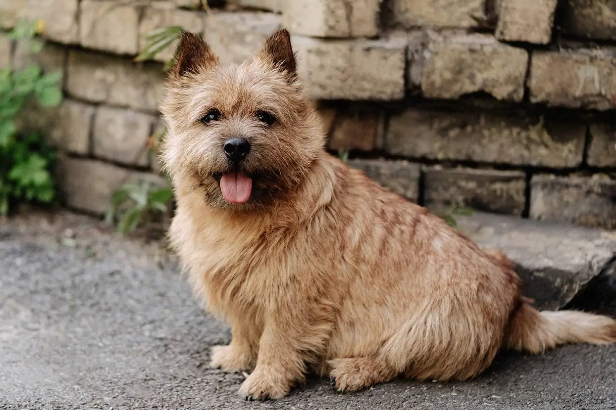 ノーリッチ・テリア - norwich-terrier