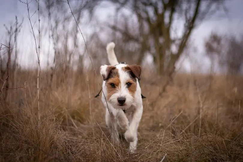 パーソン・ラッセル・テリア - parson-russell-terrier