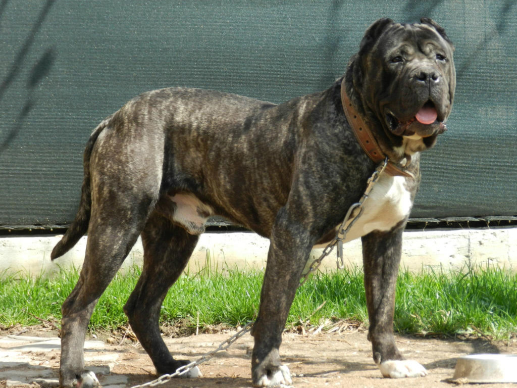 プレサ・カナリオ - presa-canario