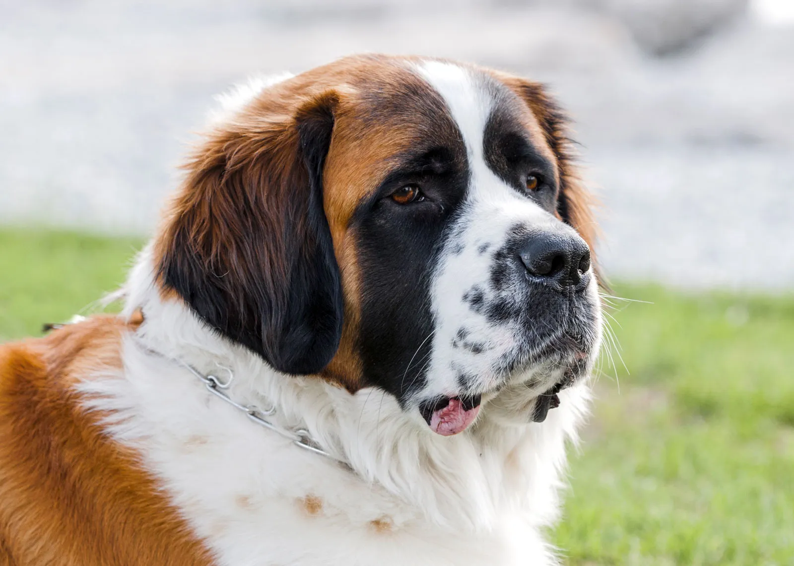 セント・バーナード - st-bernard