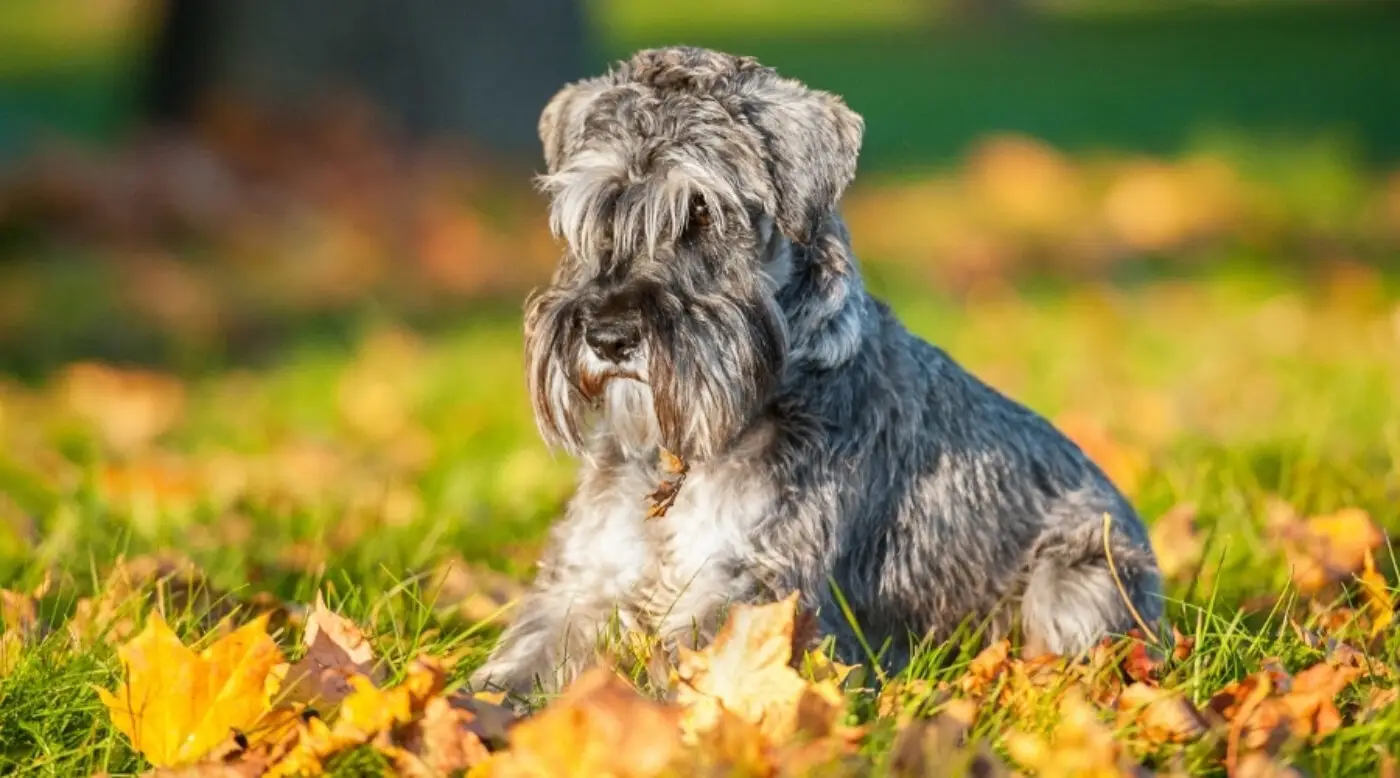 ミニチュア・シュナウザー - miniature-schnauzer